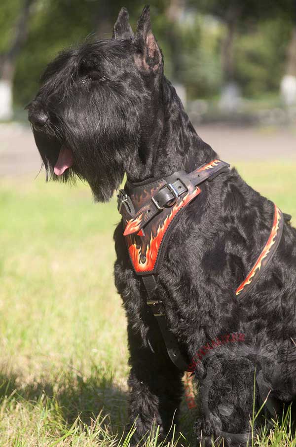 Leather Harness for Riesenschnauzer Glamorous Walks