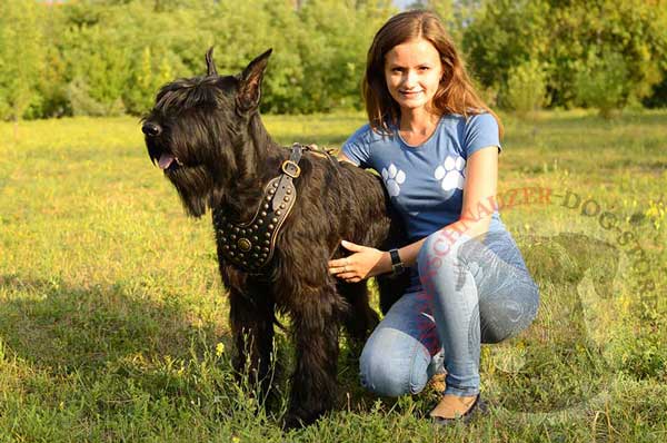 Leather Harness for Riesenschnauzer with Easily Adjustable Buckles and D-ring
