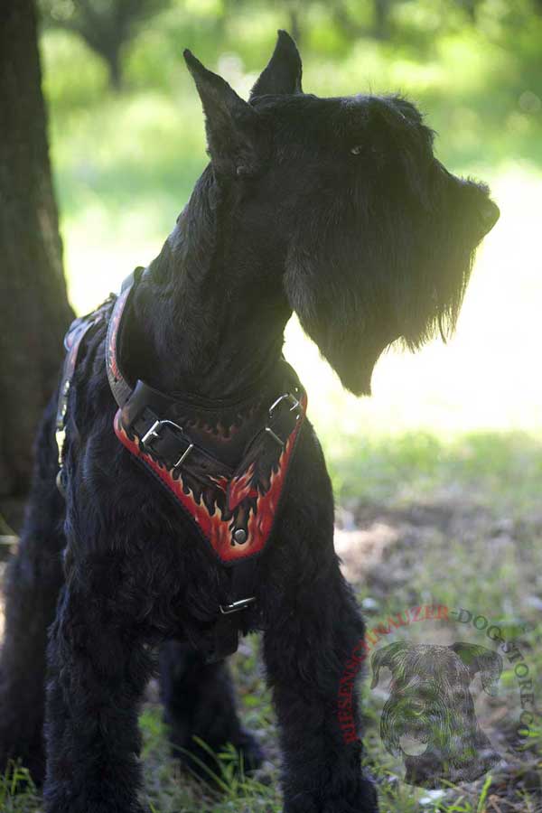 Riesenschnauzer Leather Harness with Comfortable Painted Chest Plate