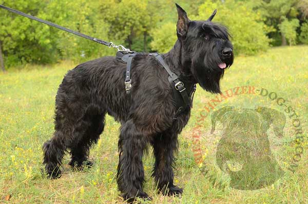 Riesenschnauzer Leather Harness with Solid Quick Release Buckle