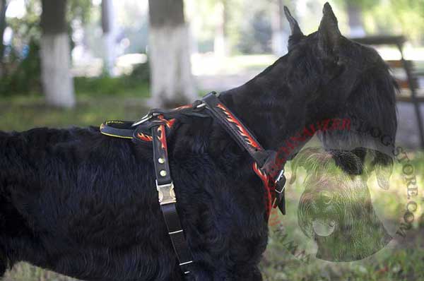 Leather Harness for Riesenschnauzer with Rust-proof Buckles and D-ring 