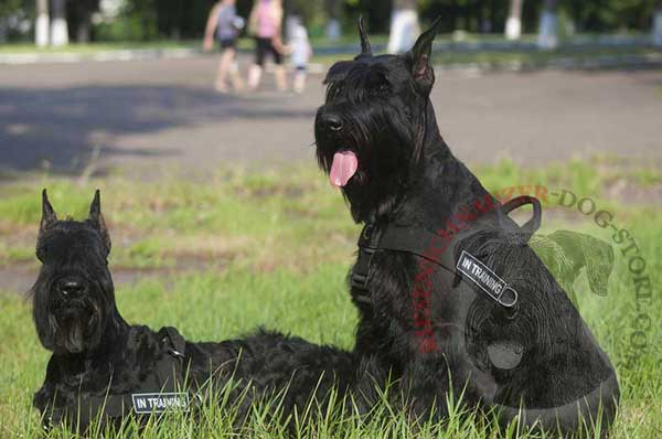 All Weather Nylon Harness for Riesenschnauzer Pulling and Tracking