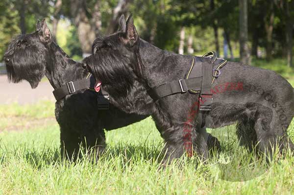 All Weather Riesenschnauzer Nylon Harness for Comfortable Tracking