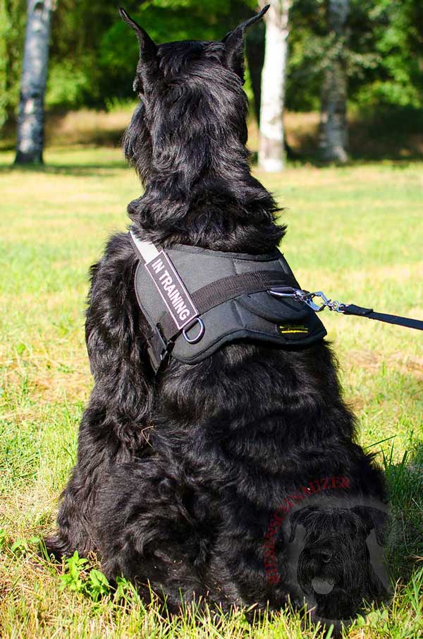 Nylon Harness with Patches for Riesenschnauzer Identification