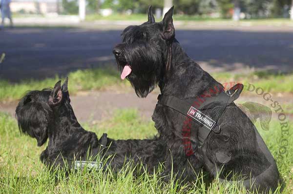 Nylon Harness with Patches for Riesenschnauzer Identification