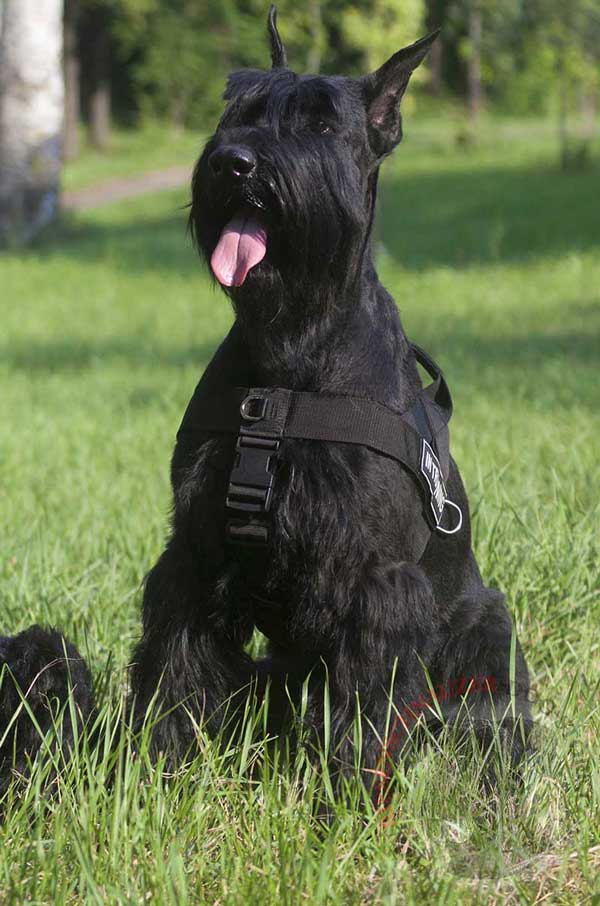 Nylon Harness for Riesenschnauzer with Solid Quick Release Buckle