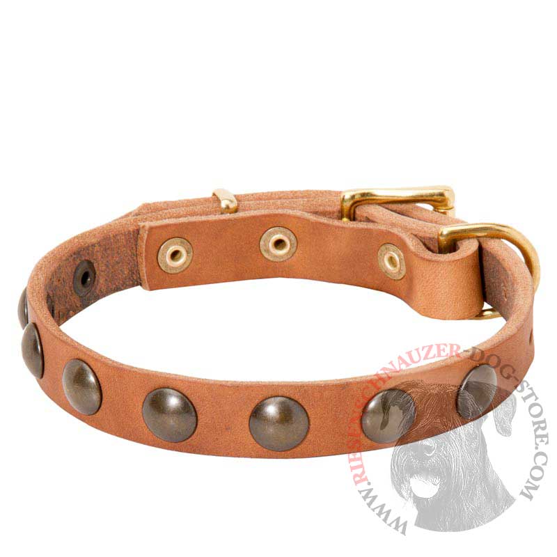 Leather Riesenschnauzer Collar with Brass Half-Ball Studs