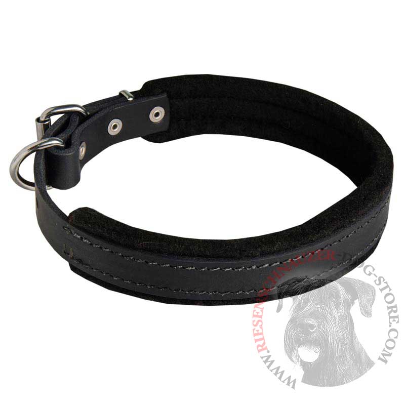 Padded Leather Riesenschnauzer Collar 25 mm for Dog Training