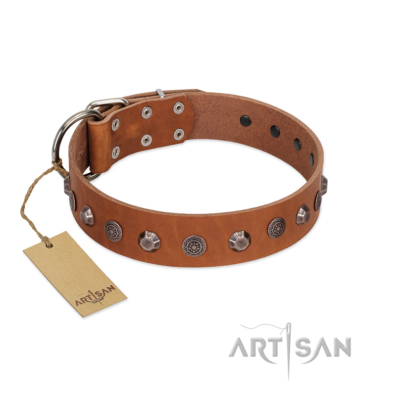 "Silver Age" Fashionable FDT Artisan Tan Leather Riesenschnauzer Collar with Silver-Like Studs