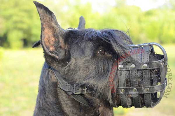 Free Breathing Basket-like Leather Muzzle for Riesenschnauzer Everyday Walking and Training