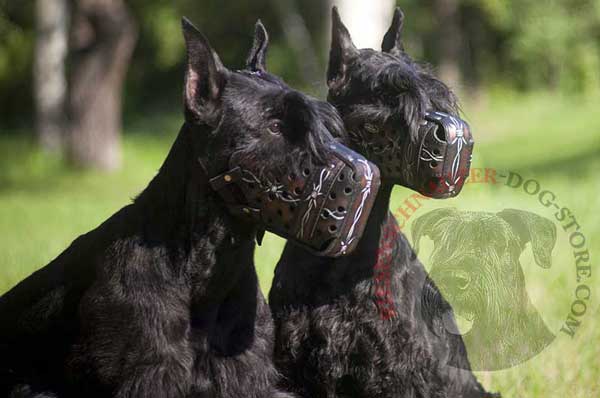 Hard Training Leather Riesenschnauzer Muzzle