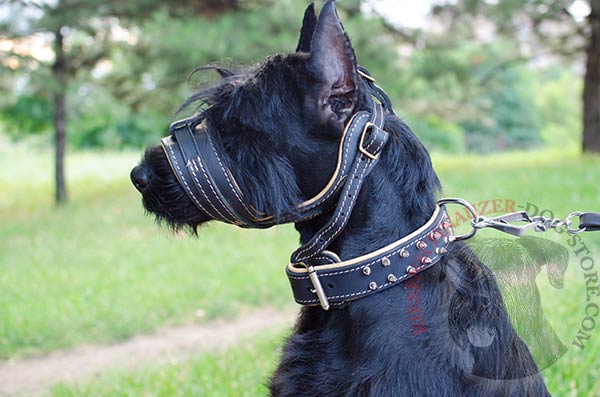Anti-barking Nappa padded leater muzzle for Riesenschnauzer