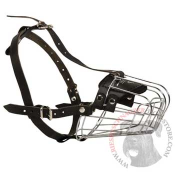 Walking Riesenschnauzer Muzzle