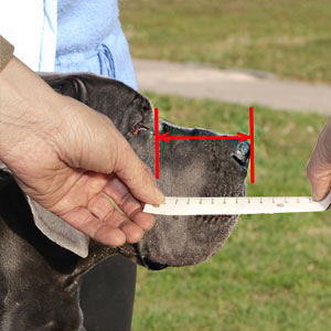 Find out how to measure your Newfoundland's muzzle length