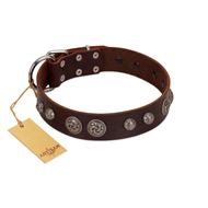 "Choco Brownie" FDT Artisan Brown Leather Riesenschnauzer Collar Adorned with Silver-Like Conchos