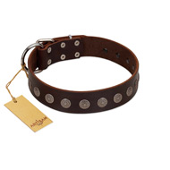"Starry-Eyed" Best Quality FDT Artisan Brown Designer Leather Riesenschnauzer Collar with Small Plates