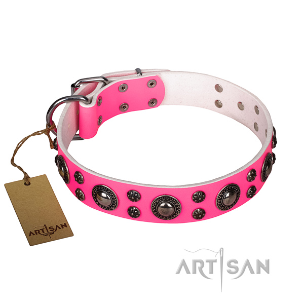 Fancy walking dog collar of finest quality genuine leather with adornments
