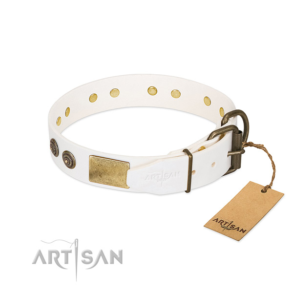 Reliable traditional buckle on leather collar for everyday walking your four-legged friend