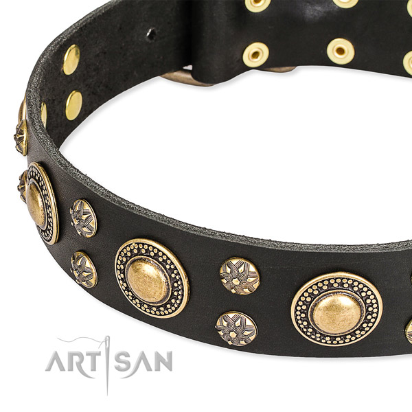 Daily walking adorned dog collar of durable full grain natural leather