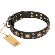 "Baroque Chic" FDT Artisan Studded Black Leather Riesenschnauzer Collar