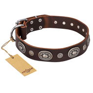 "Extra Pizzazz" FDT Artisan Adorned Brown Leather Riesenschnauzer Collar