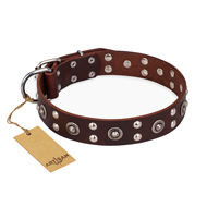 "Pirate Treasure" FDT Artisan Exciting Brown Leather Riesenschnauzer Collar with Studs