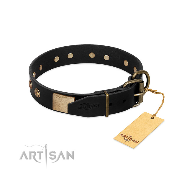 Corrosion proof studs on everyday walking dog collar