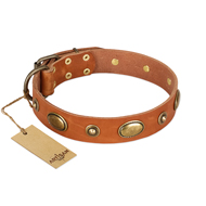 "Visual Magic" FDT Artisan Tan Leather Riesenschnauzer Collar for Daily Activities