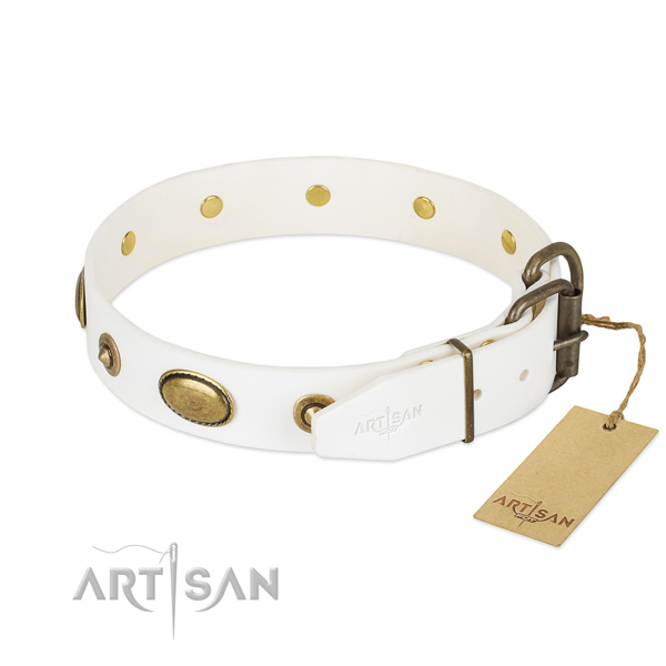 Corrosion resistant studs on leather dog collar for your dog