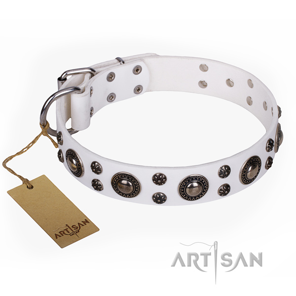 Daily walking dog collar of best quality full grain genuine leather with studs