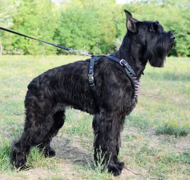 Giant Schnauzer Breed Standard