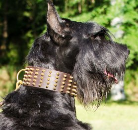 what size collar for miniature schnauzer