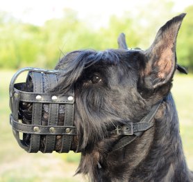 Purchasing the Right Muzzle